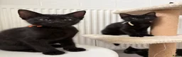 Mixed Breed cats for sale: Kittens looking for new homes - Advert 3