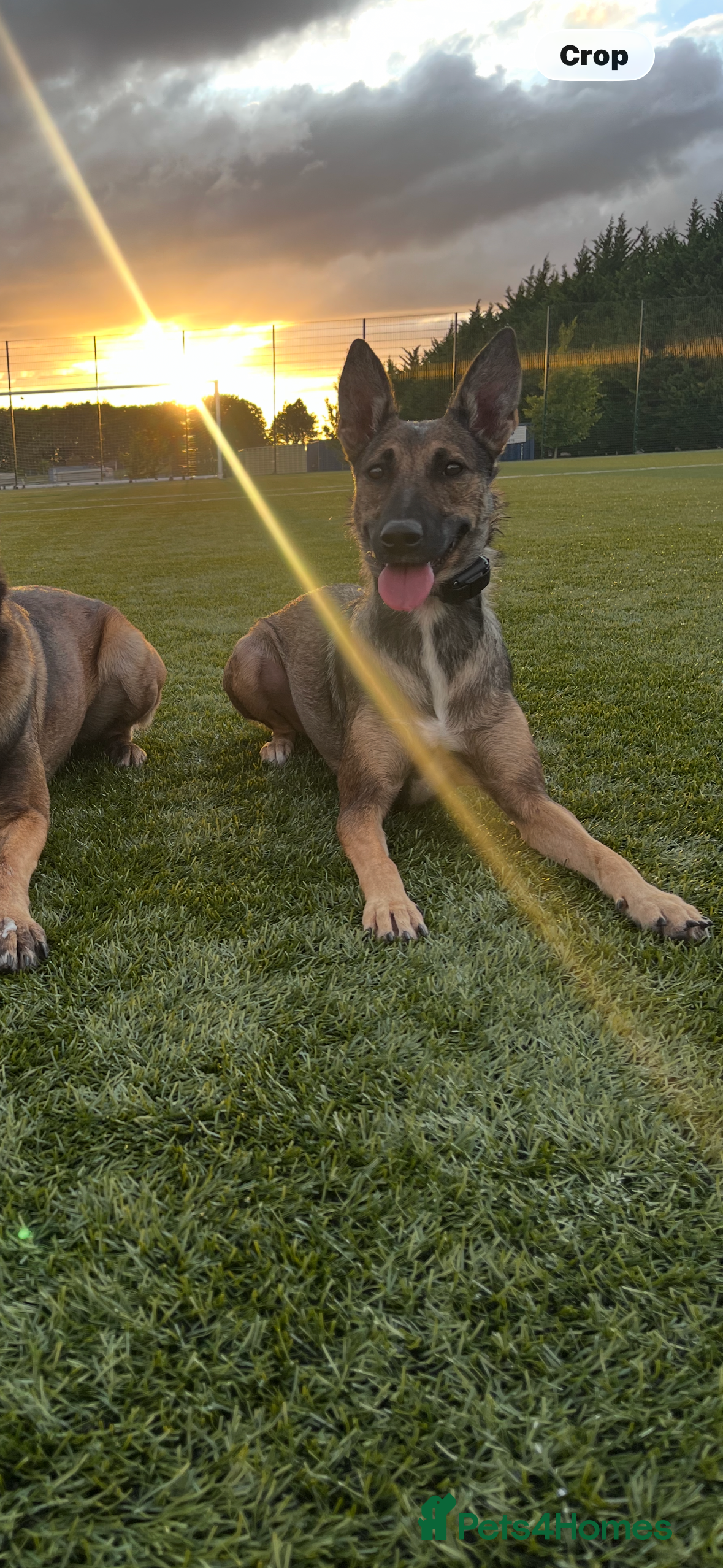 Belgian Shepherd Dog dogs Nelly the Mali - Advert 9