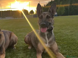 Belgian Shepherd Dog dogs Nelly the Mali - Advert 9