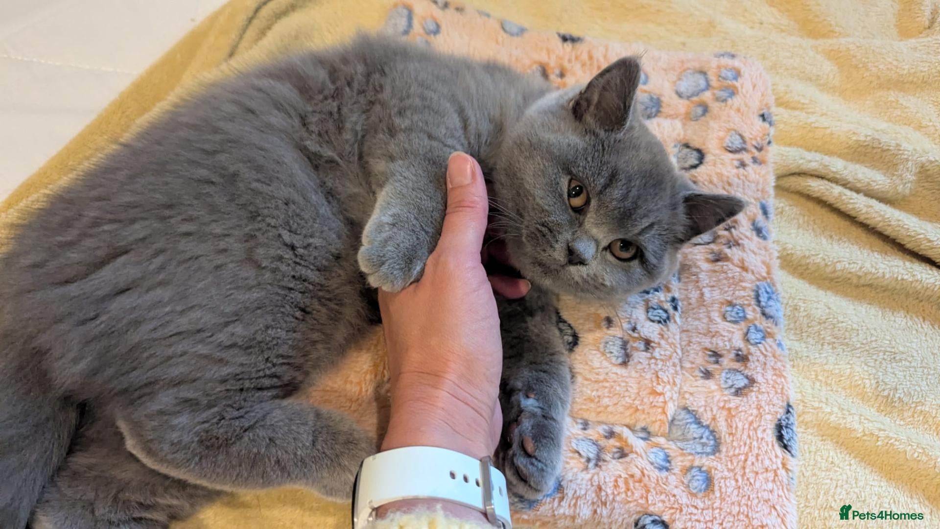 British Shorthair cats for sale: 🍂REDUCED PRICE 🍂Pure Blue British Shorthair   - Advert 3