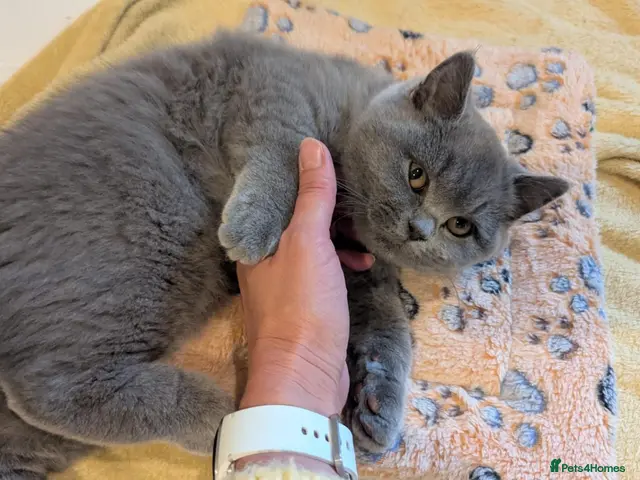 British Shorthair cats for sale: 🍂REDUCED PRICE 🍂Pure Blue British Shorthair - Advert 9
