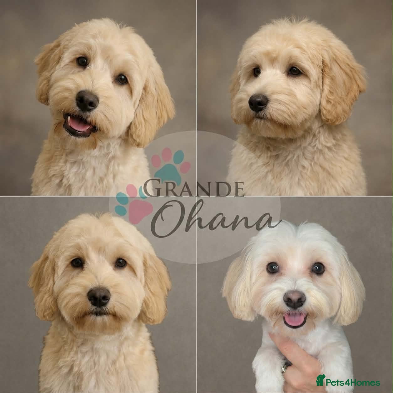 Maltipoo dogs F1 Maltipoo Puppies Available 5 boys, 1 girl - Advert 12