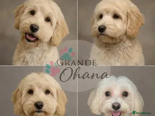 Maltipoo dogs F1 Maltipoo Puppies Available 5 boys, 1 girl - Advert 12