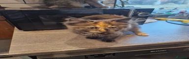 Mixed Breed Kitten 2