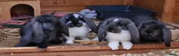 French Lop rabbits for sale: Selling 4 lovely pure French lop kits  - Advert 5