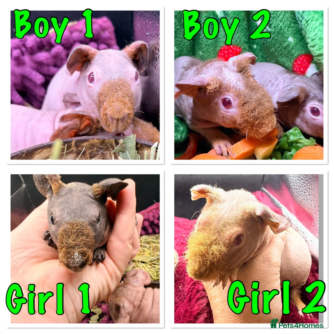 Guinea Pig rodents for sale: Skinny Pig Babies Boy & Girls - Advert 15