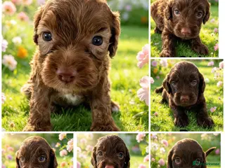 Cockapoo dogs DNA CLEAR, Stunning Cockapoos, Ready November - Advert 8