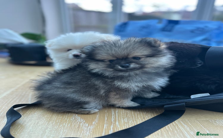 Pomeranian dogs - Advert 6