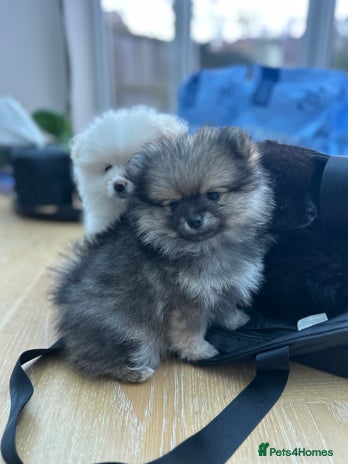 Pomeranian dogs - Advert 6