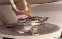 Scottish Fold cats for sale: Scottish fold X Scottish straight  - Advert 19