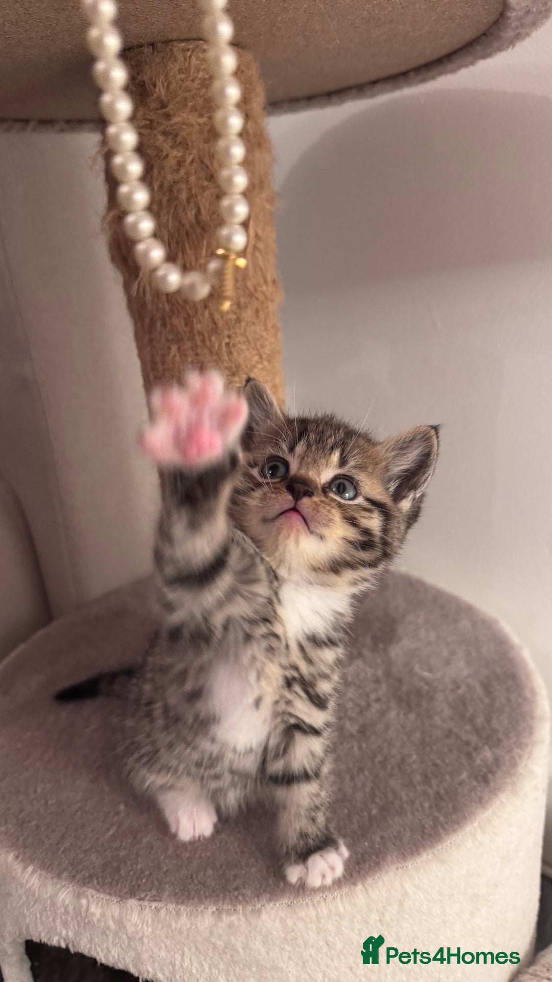 Scottish Fold cats for sale: Scottish fold X Scottish straight  - Advert 19