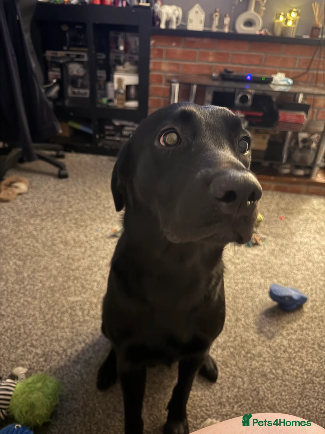 Labrador Retriever dogs for sale: 1 year old Lab Murphy - Advert 3