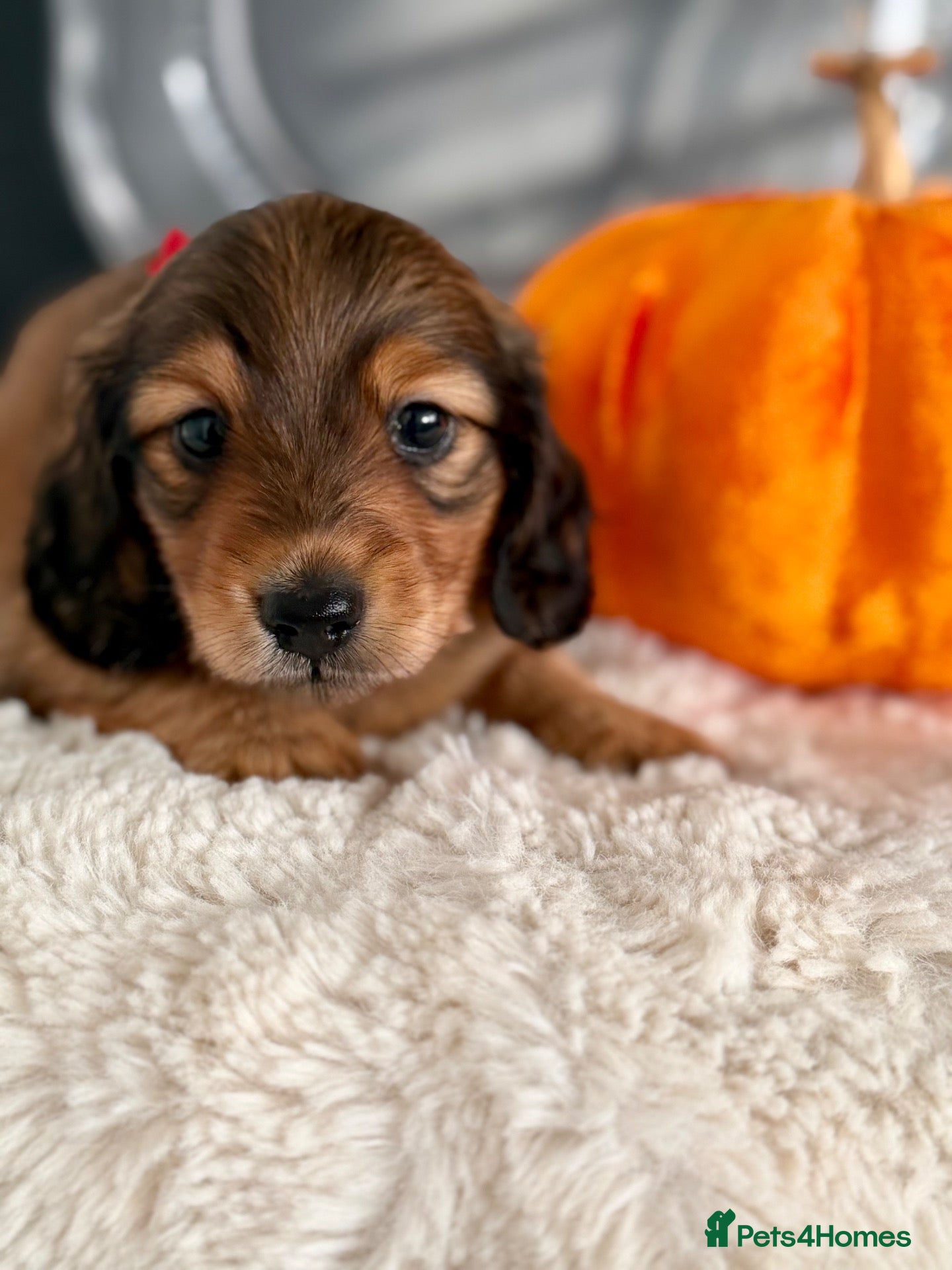 Miniature Dachshund dogs 🏆Champion Lines Minature Dachshunds🏆 - Advert 1