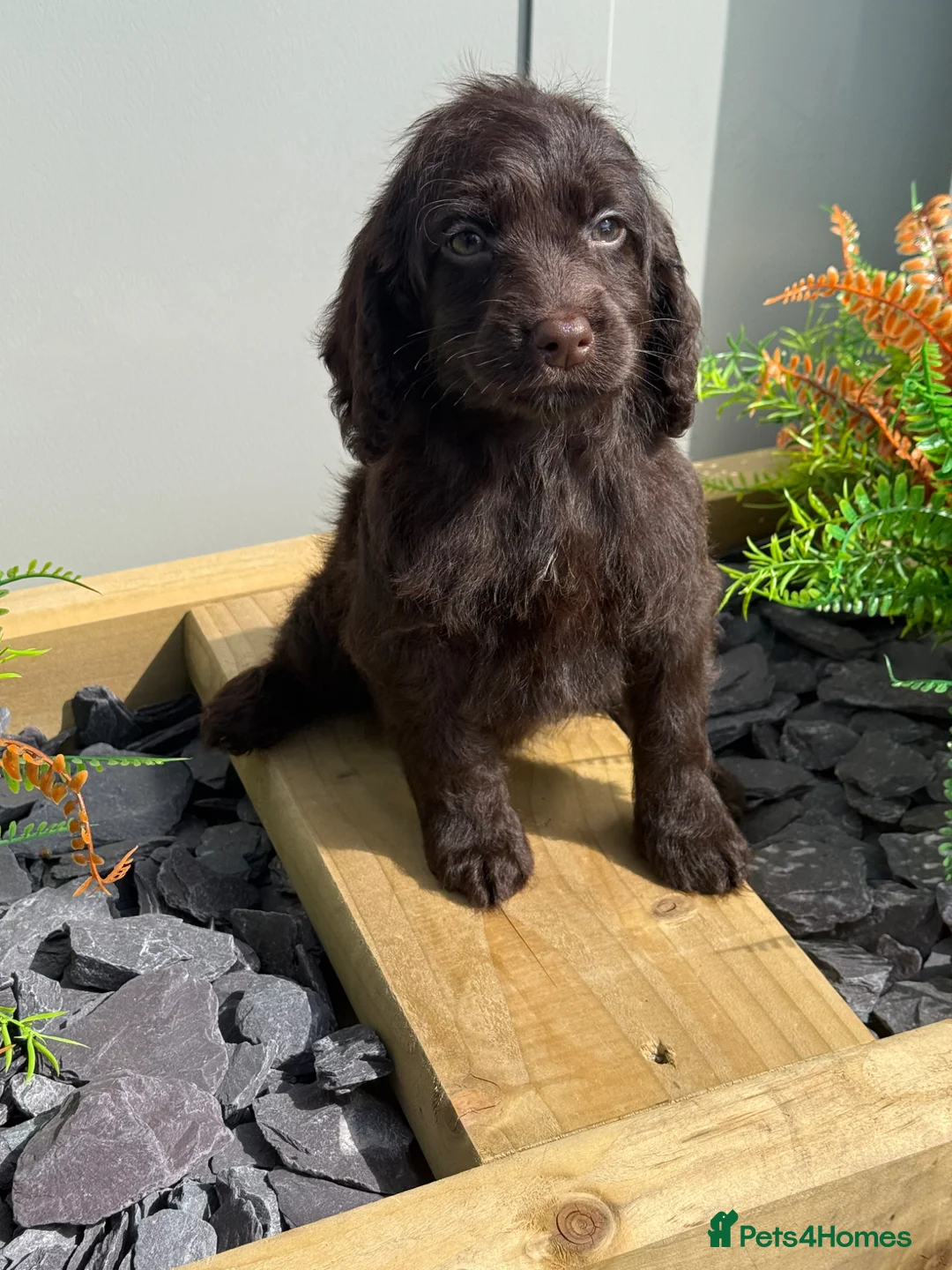 Cockapoo dogs for sale: F1 Show Cockapoo Girl Ready NOW - Advert 1