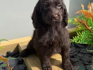 Cockapoo dogs F1 Show Cockapoo Girl Ready NOW - Advert 15