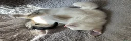 Mixed Breed cats for sale: 4 beautiful kittens, ready today, amazing mix  - Advert 3