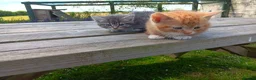 Mixed Breed cats for sale: Kittens for new homes in Ilminster - Advert 4