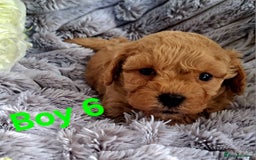 Shihpoo dogs for sale: Shihpoo Shih Tzu x Poodle (Shoodle) Puppies - Image 17