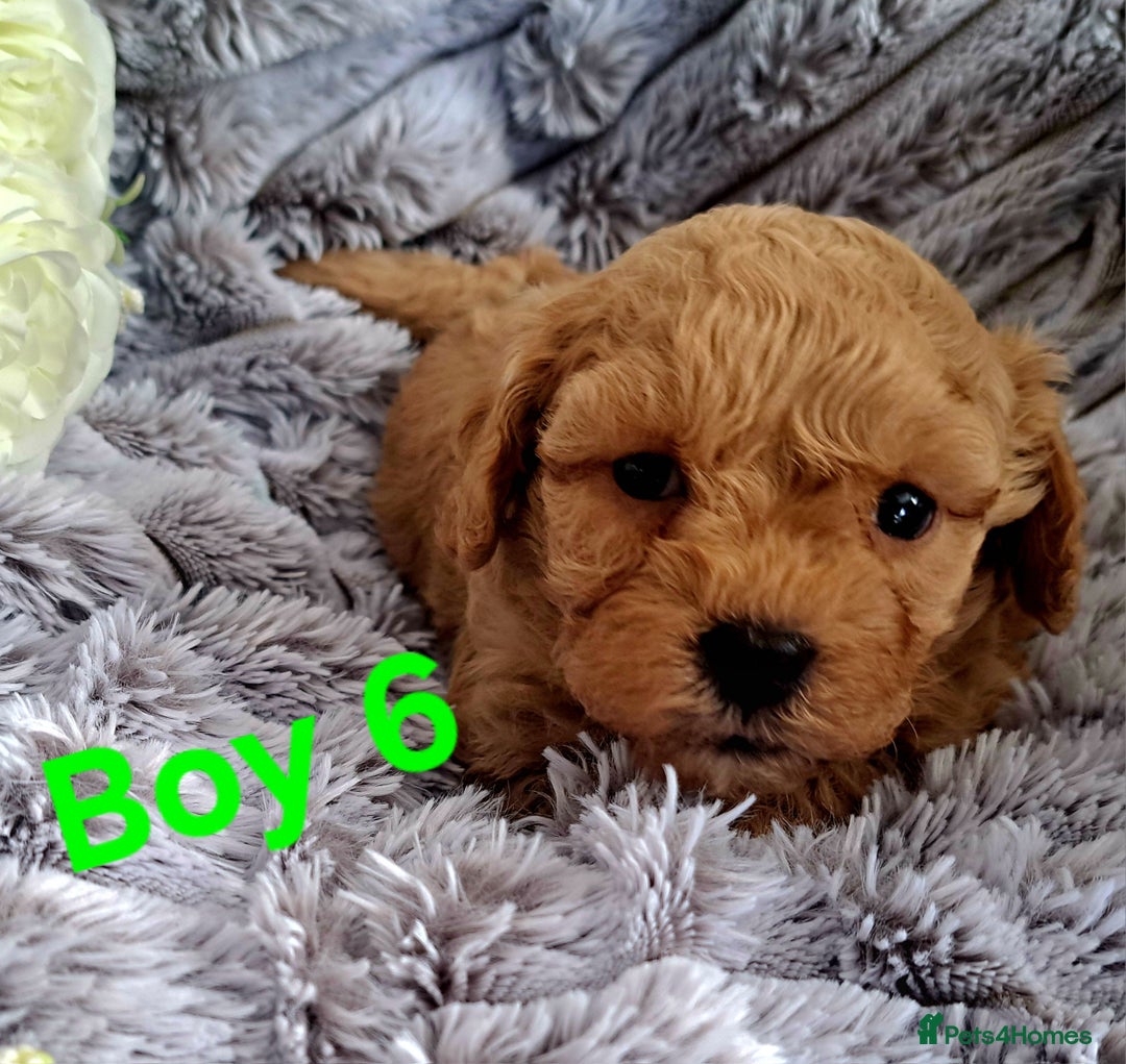 Shihpoo dogs for sale: Shihpoo Shih Tzu x Poodle (Shoodle) Puppies - Image 17