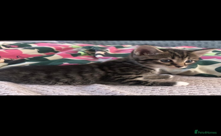 Domestic Shorthair cats - Advert 15