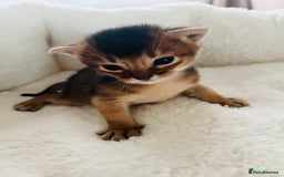 Abyssinian cats for sale: 🥇 5+ Gen Champ🏆 Fawn🤍Blue💙 girls🤎choco🧡ruddy - Image 5