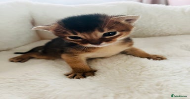 Abyssinian cats - Advert 15