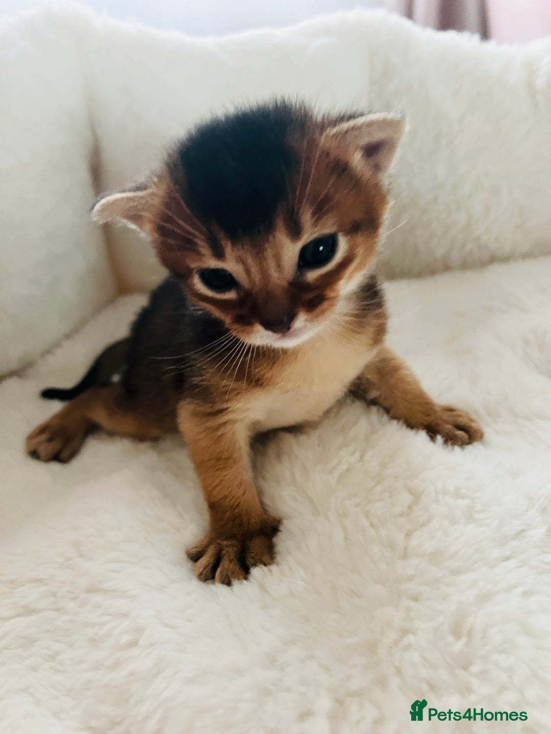 Abyssinian cats for sale: 🥇 5+ Gen Champ🏆 Fawn🤍Blue💙 girls🤎choco🧡ruddy - Image 5