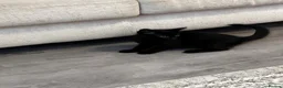 Mixed Breed cats for sale: 2 Beautiful Kittens  - Advert 3