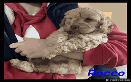 Cockapoo dogs for sale: Meet Rocco – Your Perfect Cockapoo Companion - Advert 1