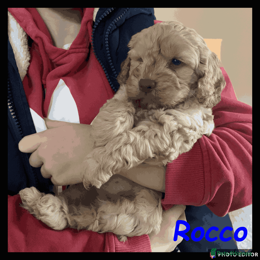 Cockapoo dogs for sale: Meet Rocco – Your Perfect Cockapoo Companion - Advert 1