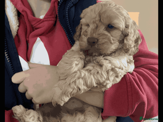Cockapoo dogs Meet Rocco – Your Perfect Cockapoo Companion - Advert 3
