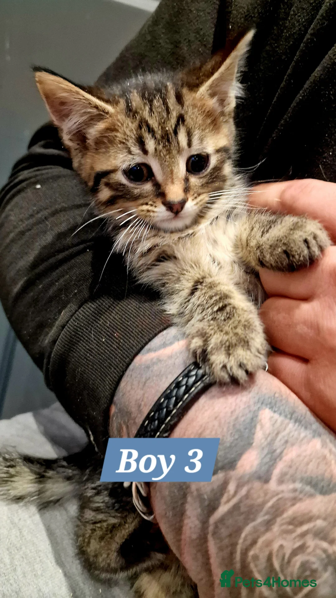 Mixed Breed cats for sale: Tabby and B&W Long and Short Hair Kittens - Advert 6