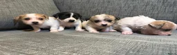 Mixed Breed dogs for sale: Jack Russel terriers  - Advert 7