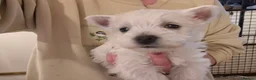 West Highland Terrier dogs for sale: Beautiful westies available - Advert 10