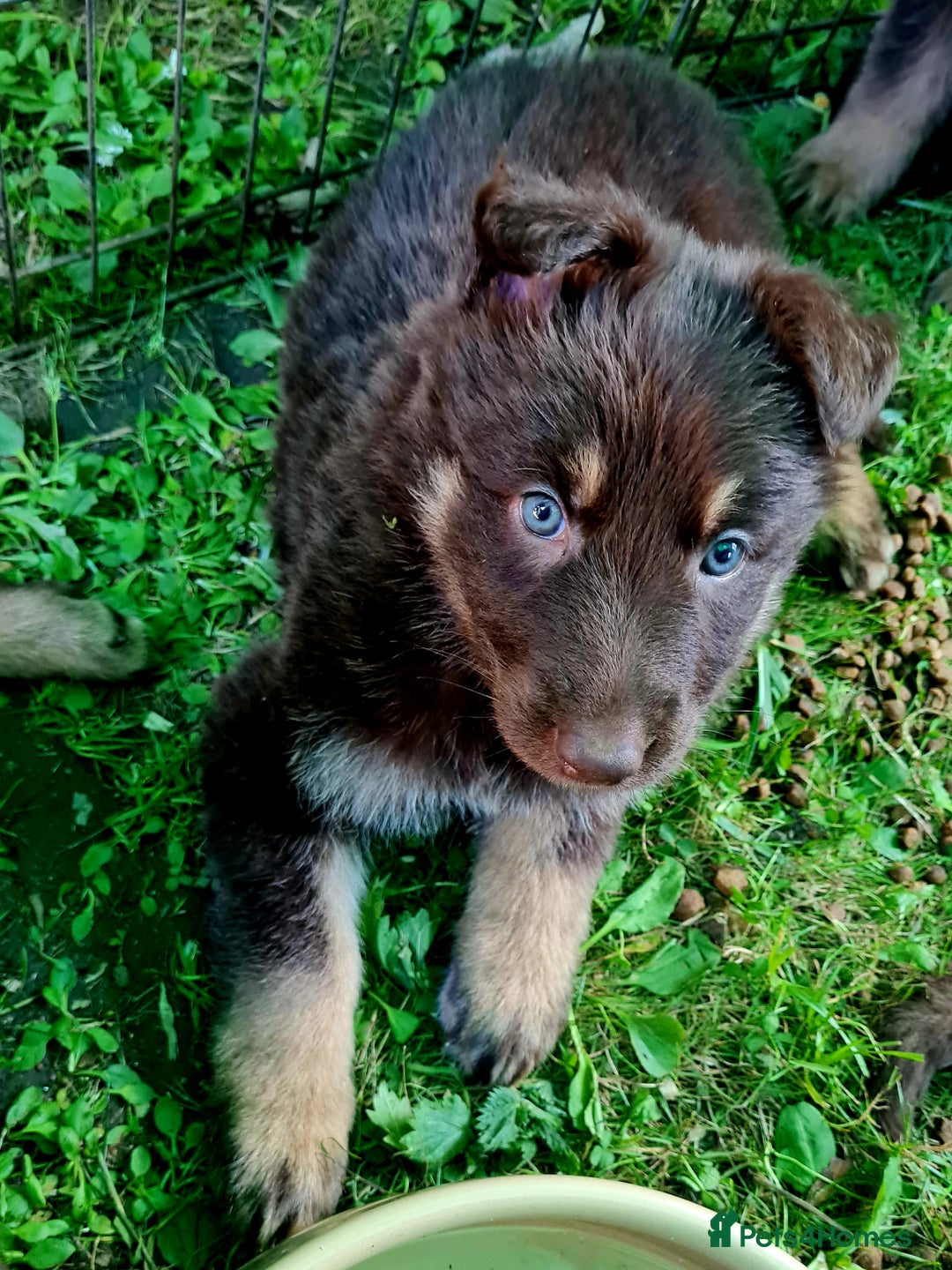 Tan Liver Coat German Shepherd Liver Long Haired German Shepherd