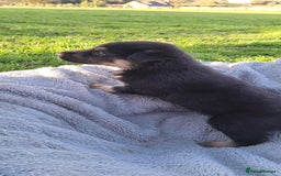 German Shepherd dogs for sale: German Shepherd poppers - Image 14