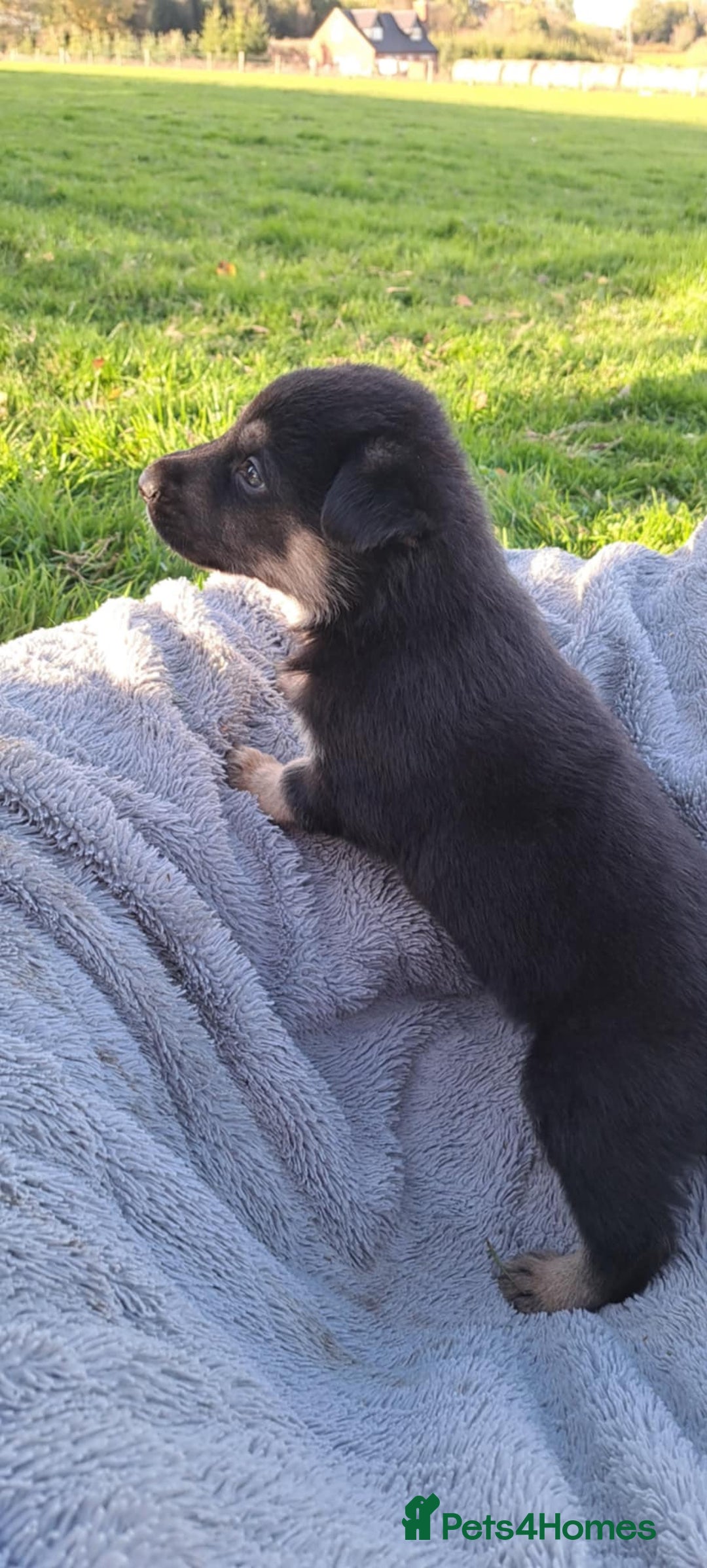 German Shepherd dogs for sale: German Shepherd poppers - Image 14