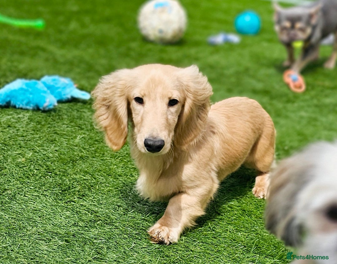Miniature Dachshund dogs for stud: Beautiful Cream Long Hair for stud in Motherwell - Image 3