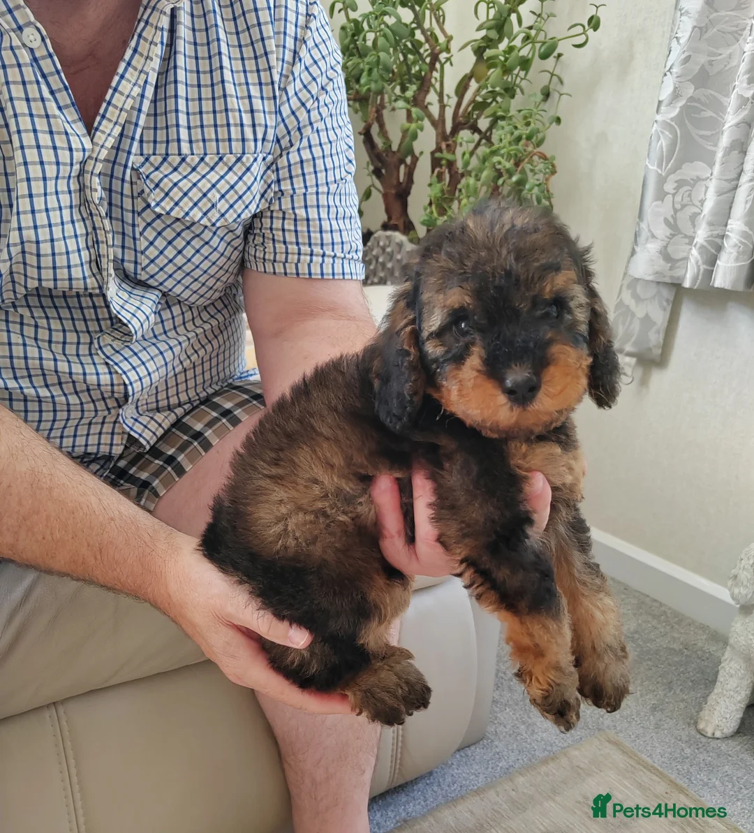 Cavapoo dogs for sale: ADORABLE DNA TESTED TOY CAVAPOO PUPPY'S  - Advert 1
