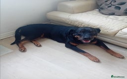 Rottweiler dogs for sale: Rottweiller for rehoming  - Image 1