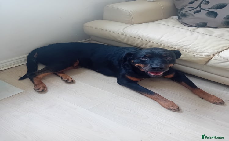 Rottweiler dogs - Advert 1