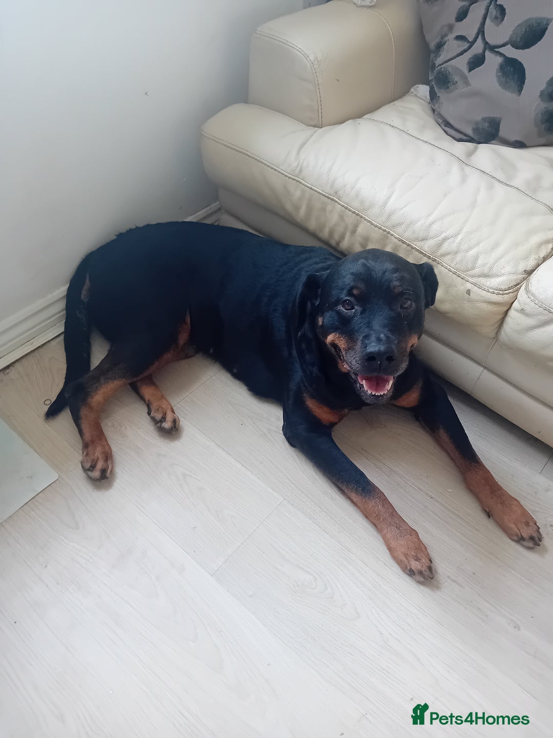 Rottweiler dogs for sale: Rottweiller for rehoming  - Image 1
