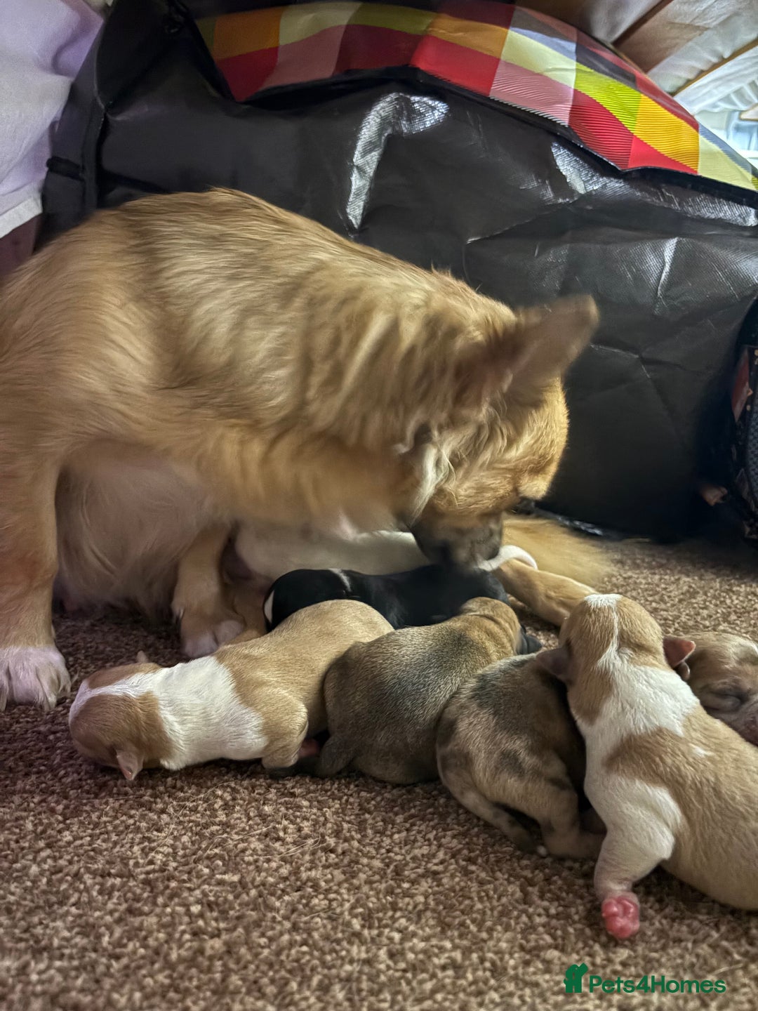 Chihuahua dogs for sale: Female chihuahua  - Advert 3