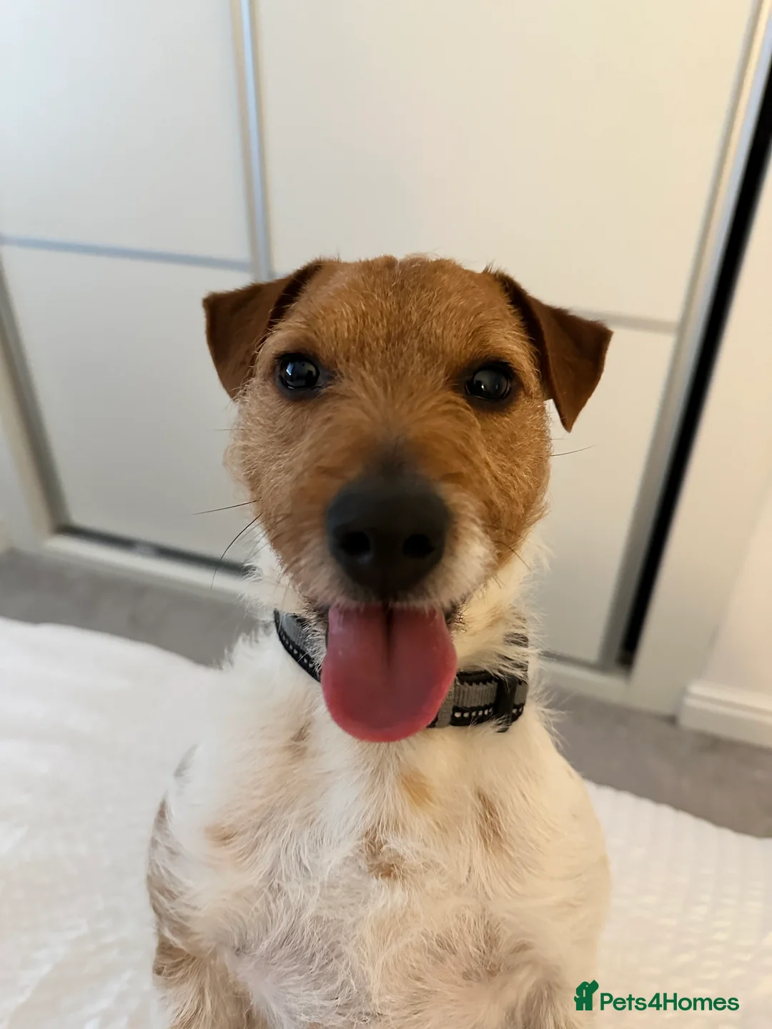 Mixed Breed dogs for sale: Bailey – 4 YO Jack Russell x Lakeland Terrier in Buckley - Advert 2