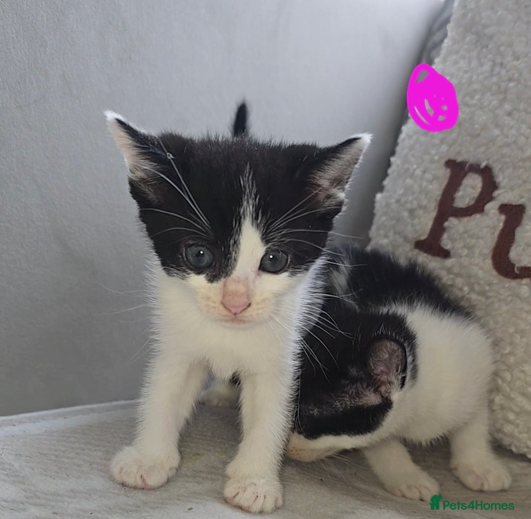 Mixed Breed cats for sale: Savannah Mix Litter🩷 discount if take two. 3 left - Image 20
