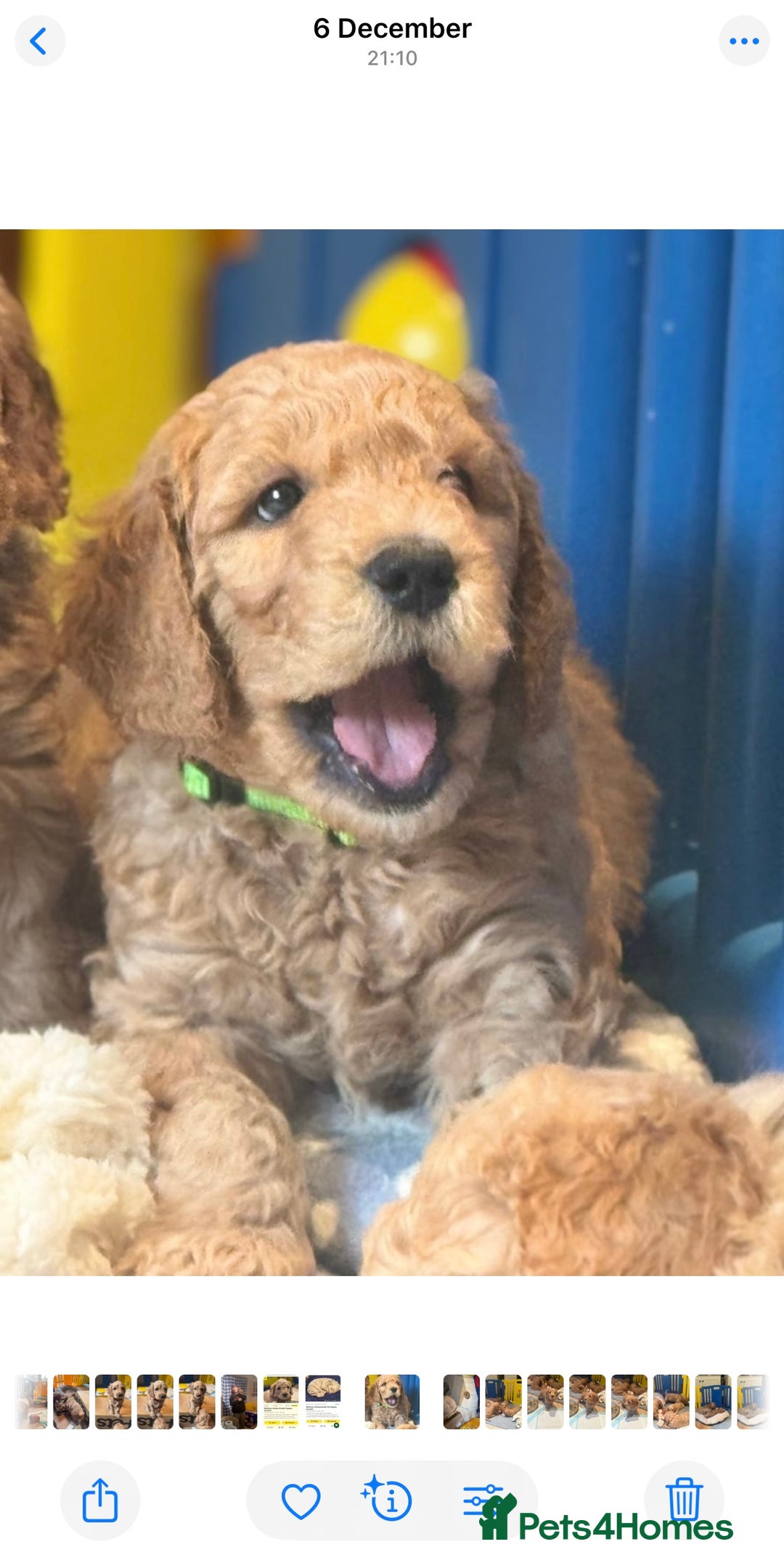 Mini Goldendoodle dogs for sale: Miniature Golden Doodle Puppies - Advert 1