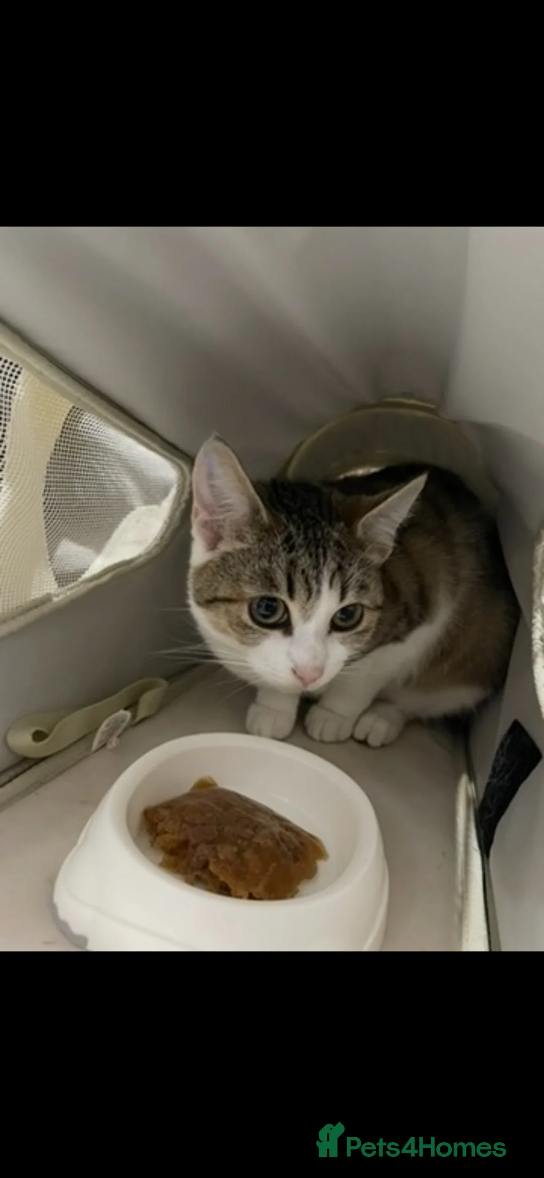 Mixed Breed cats for sale: Nova  in Gloucester - Advert 5