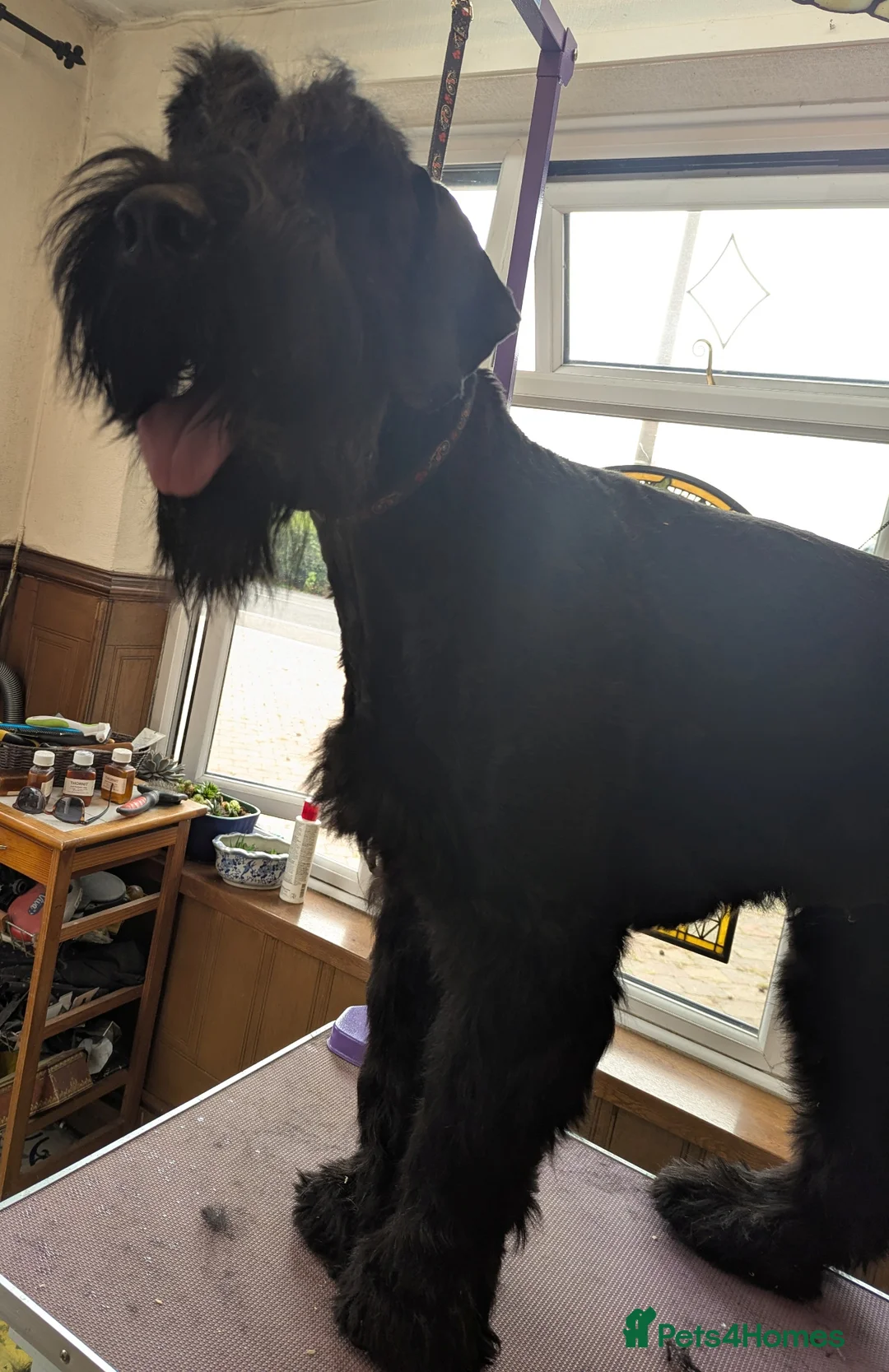 Giant Schnauzer dogs for sale: Vito--Handsome Young Male Giant in Morecambe - Advert 2