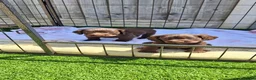 Cocker Spaniel dogs for sale: KC working Cocker puppies  - Advert 17