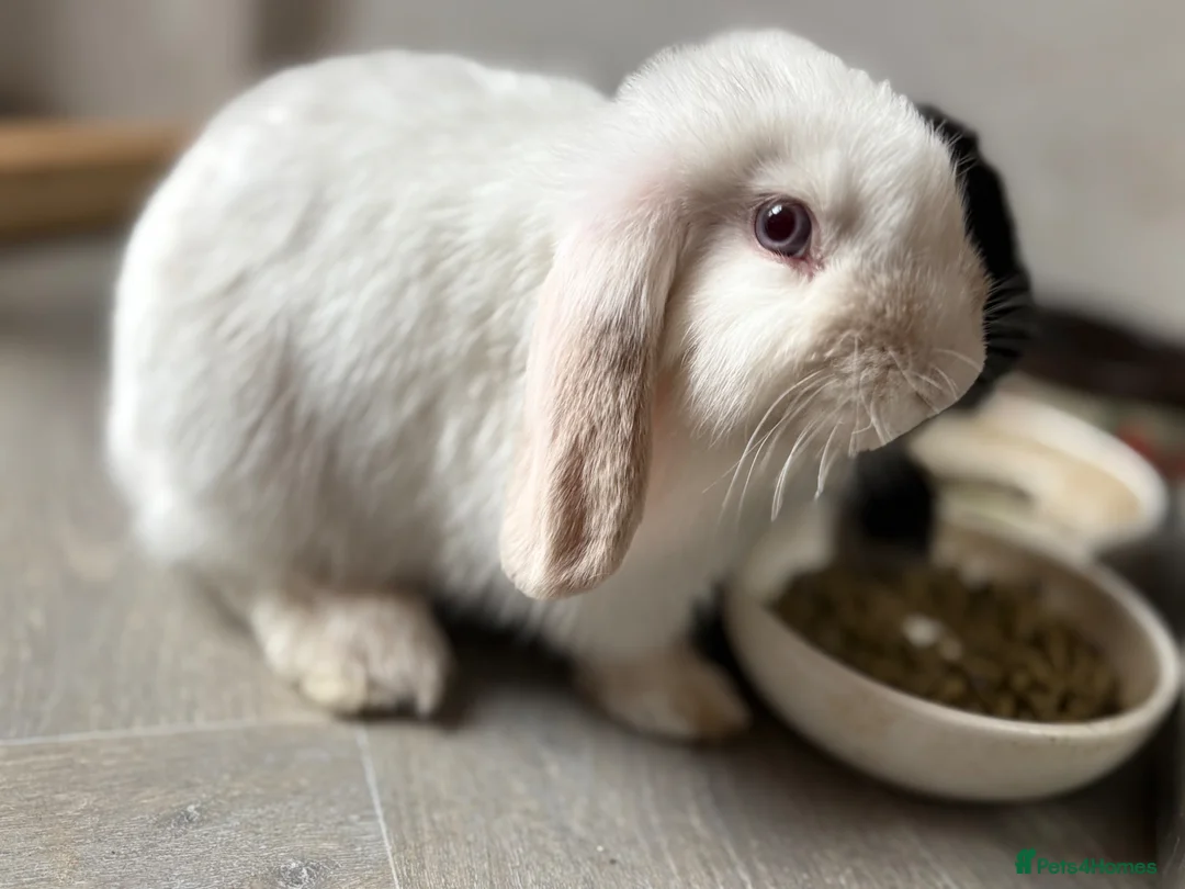 Mini Lop rabbits for sale: Mini lop bunnies ready now ❤️🐰 - Advert 1